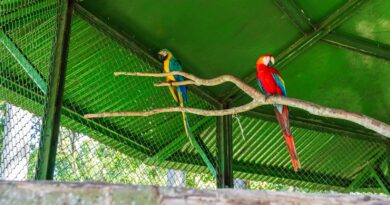 Aves silvestres voltam à natureza após reabilitação em projeto realizado em parceria com o Ibama