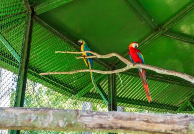 Aves silvestres voltam à natureza após reabilitação em projeto realizado em parceria com o Ibama