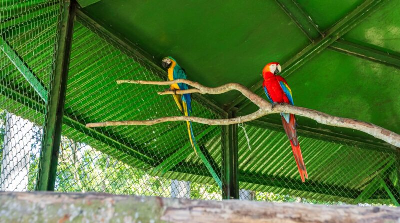 Aves silvestres voltam à natureza após reabilitação em projeto realizado em parceria com o Ibama