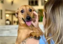 Pesca na água: brincadeira estimula inteligência dos cães, mas exige cuidados