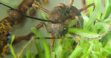 Fungo “zumbi” é encontrado se abrigando em plantas na Amazônia