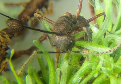 Fungo “zumbi” é encontrado se abrigando em plantas na Amazônia