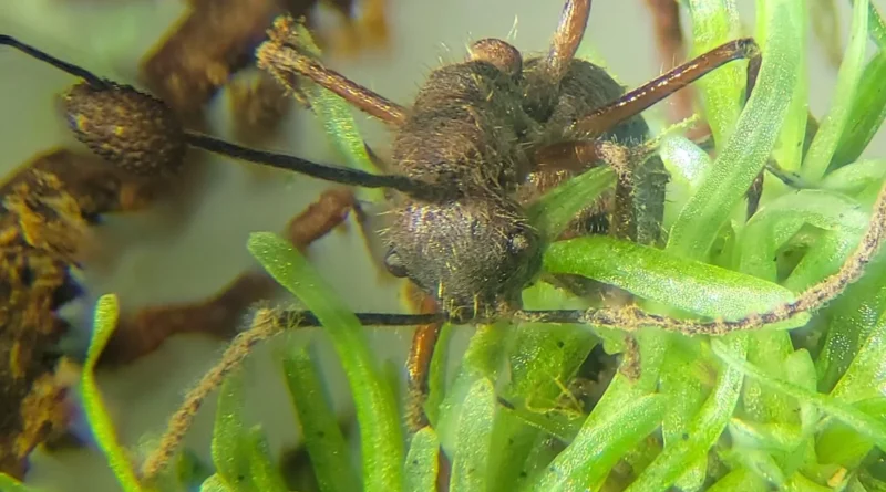 Fungo “zumbi” é encontrado se abrigando em plantas na Amazônia