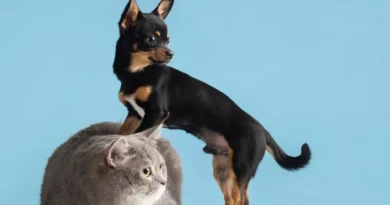 O que diz a psicologia sobre quem prefere pets a pessoas