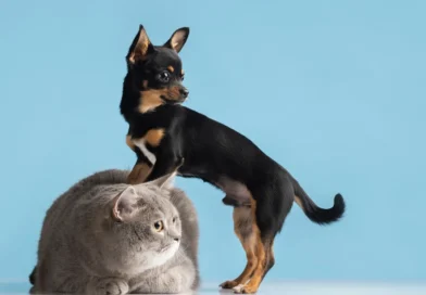 O que diz a psicologia sobre quem prefere pets a pessoas