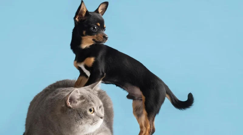 O que diz a psicologia sobre quem prefere pets a pessoas