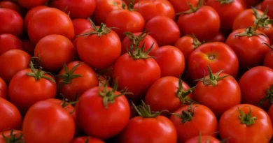 Fitoeno: composto presente em tomates pode prevenir gordura no fígado