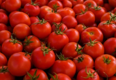 Fitoeno: composto presente em tomates pode prevenir gordura no fígado