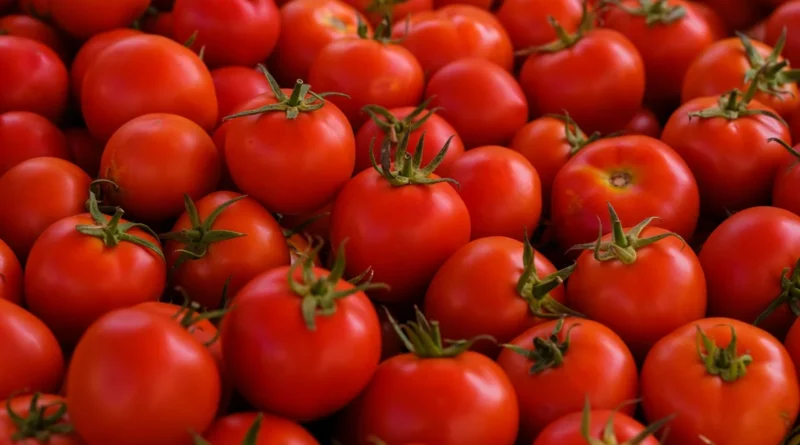 Fitoeno: composto presente em tomates pode prevenir gordura no fígado