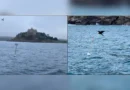“Espantalhos flutuantes” ajudam a evitar morte de milhares de aves marinhas