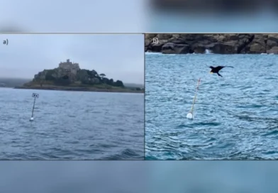 “Espantalhos flutuantes” ajudam a evitar morte de milhares de aves marinhas