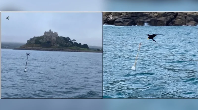 “Espantalhos flutuantes” ajudam a evitar morte de milhares de aves marinhas