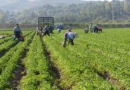 Defesa agropecuária: proteção de um setor capaz de alimentar o mundo todo