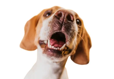 Seu cachorro não para de latir no portão? Veterinário explica o que fazer