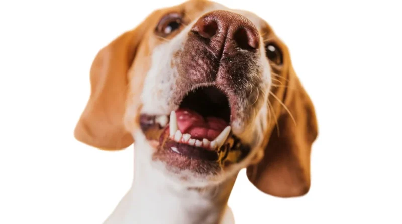 Seu cachorro não para de latir no portão? Veterinário explica o que fazer